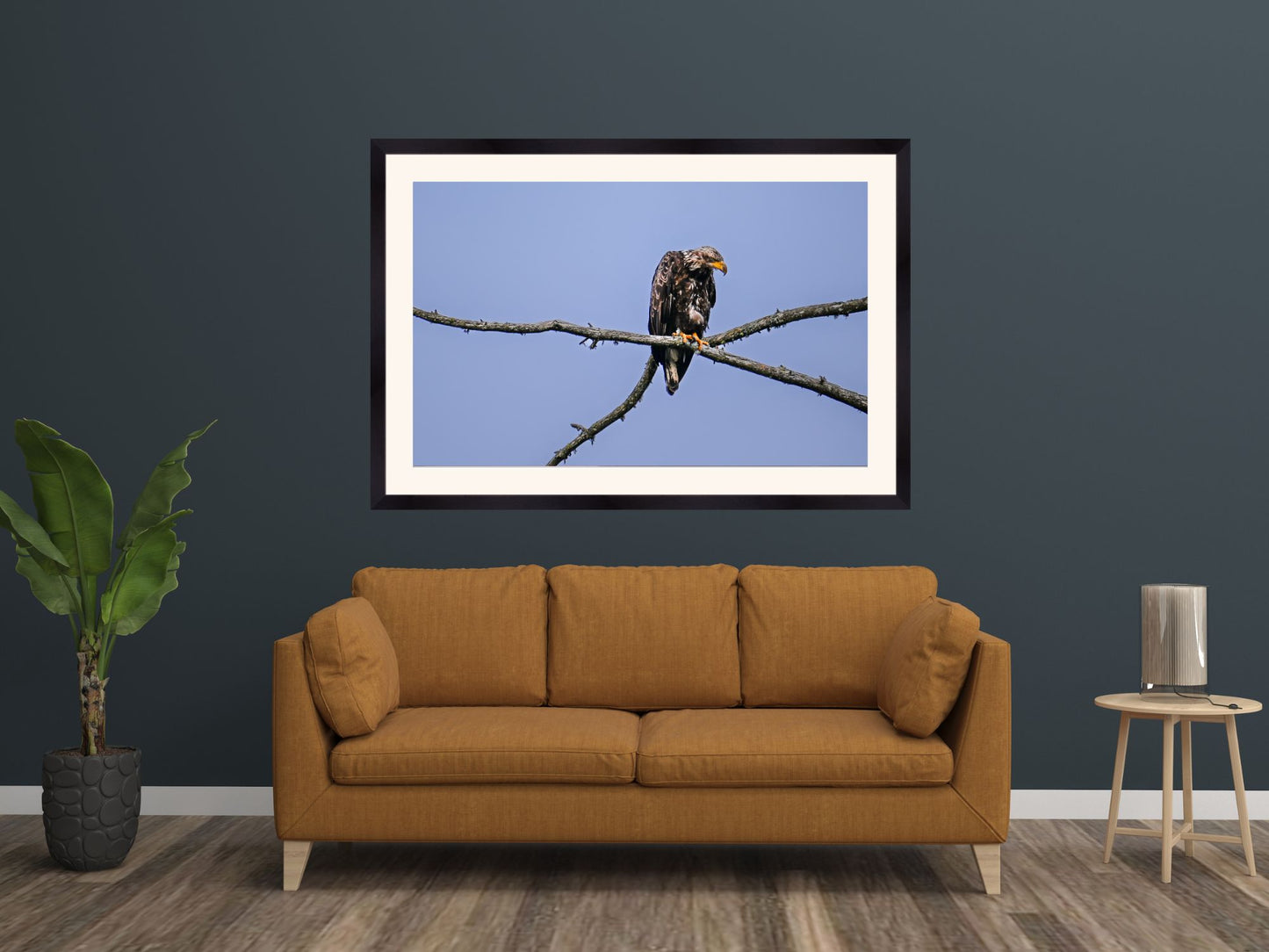 Juvenile Eagle in the Adirondack Mountains