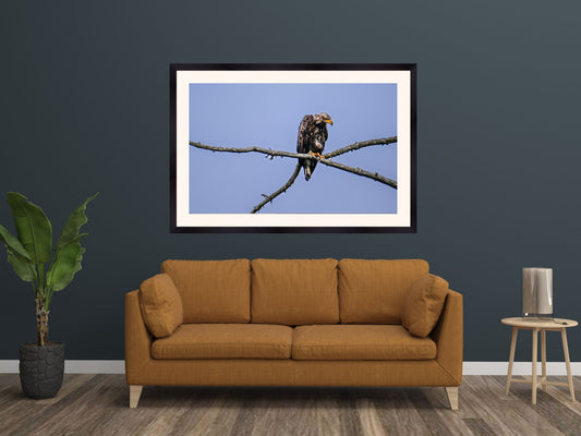 Juvenile Eagle in the Adirondack Mountains