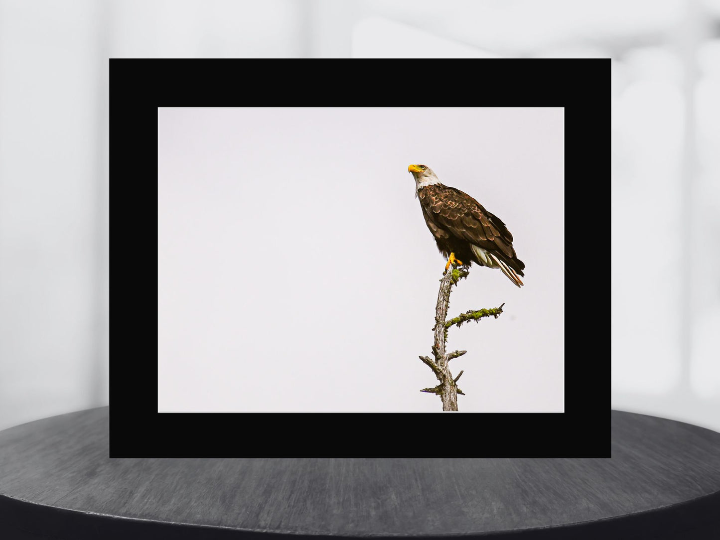 Eagle's Gaze in the Adirondacks