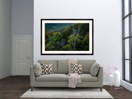 birch trees in the Adirondack mountains