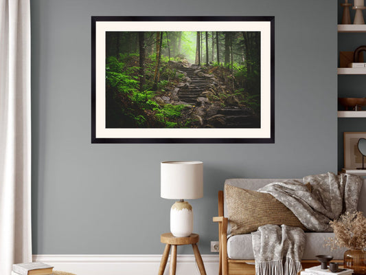 misty forest in the Adirondack's