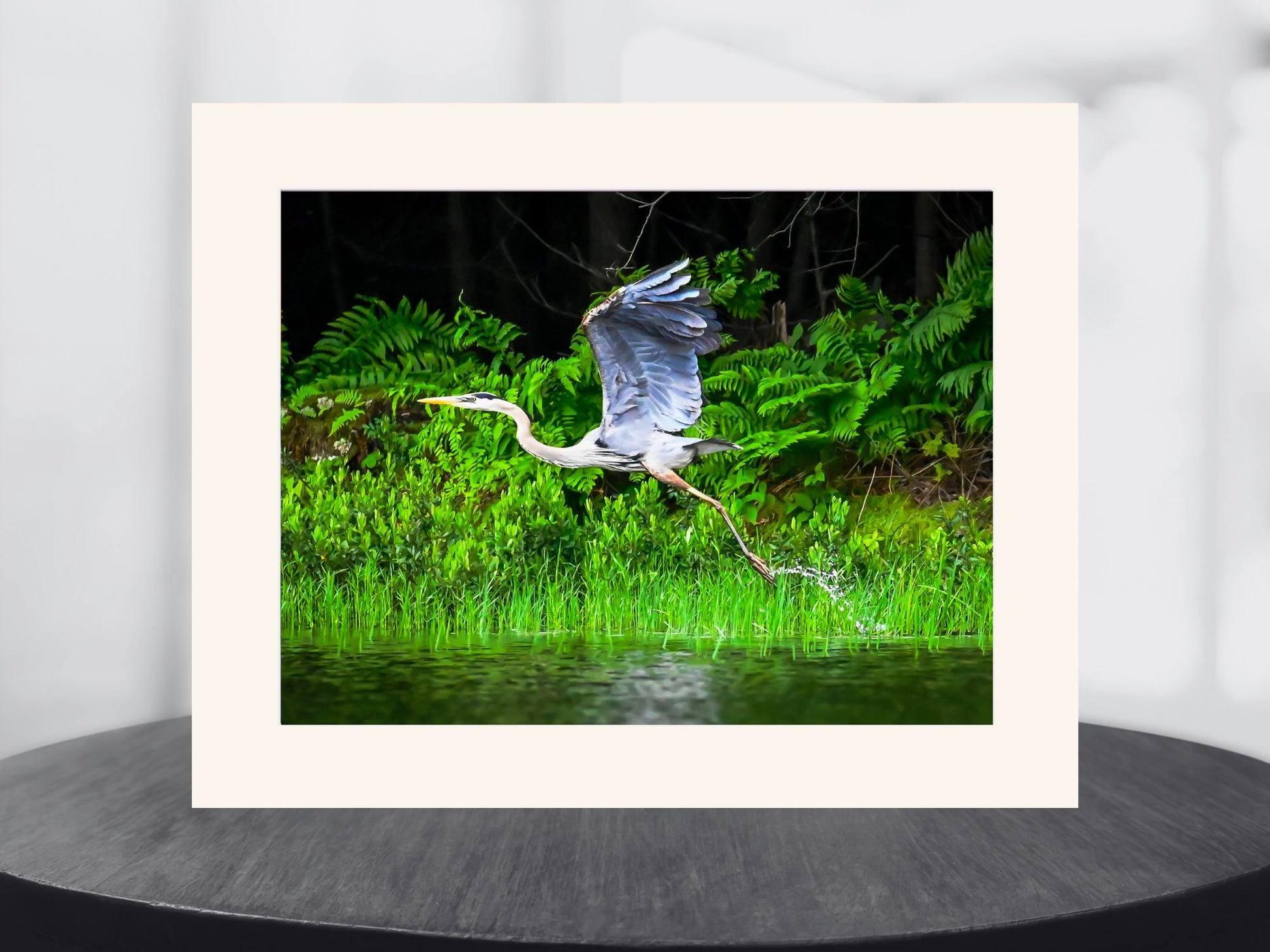 Great Blue Heron, Adirondack Mountain