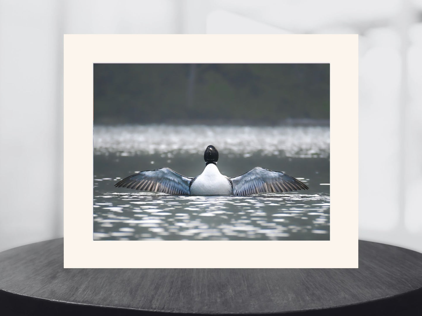 Common Loon wingspread