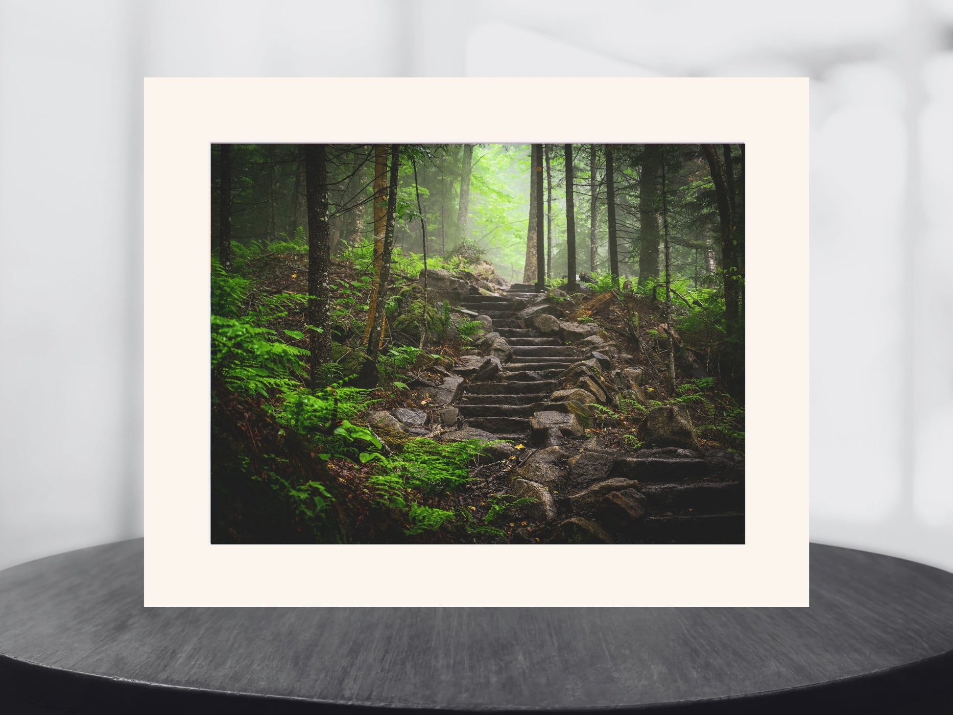 misty forest in the Adirondack's