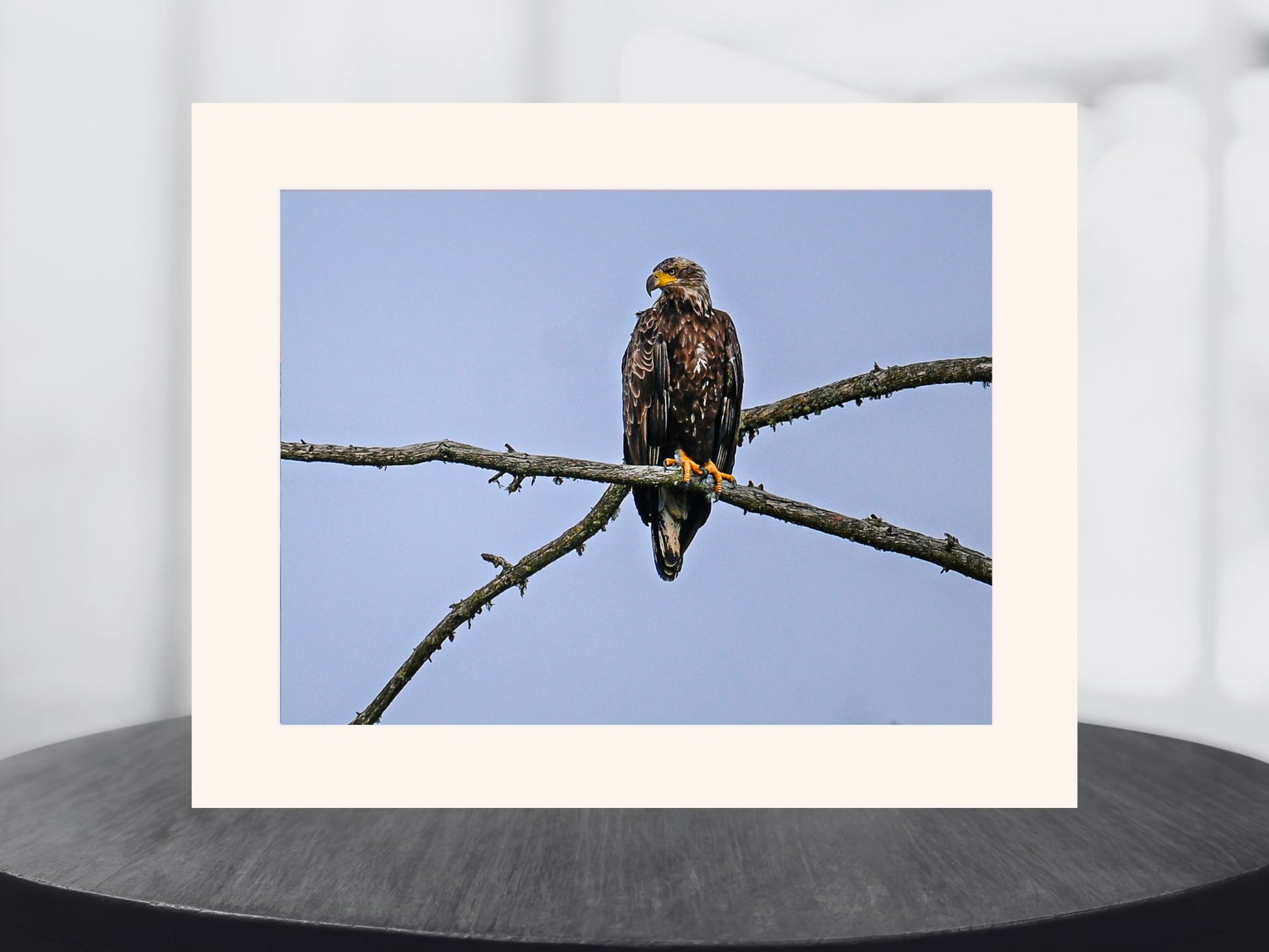 Juvenile Bald Eagle, Adirondack Mountains