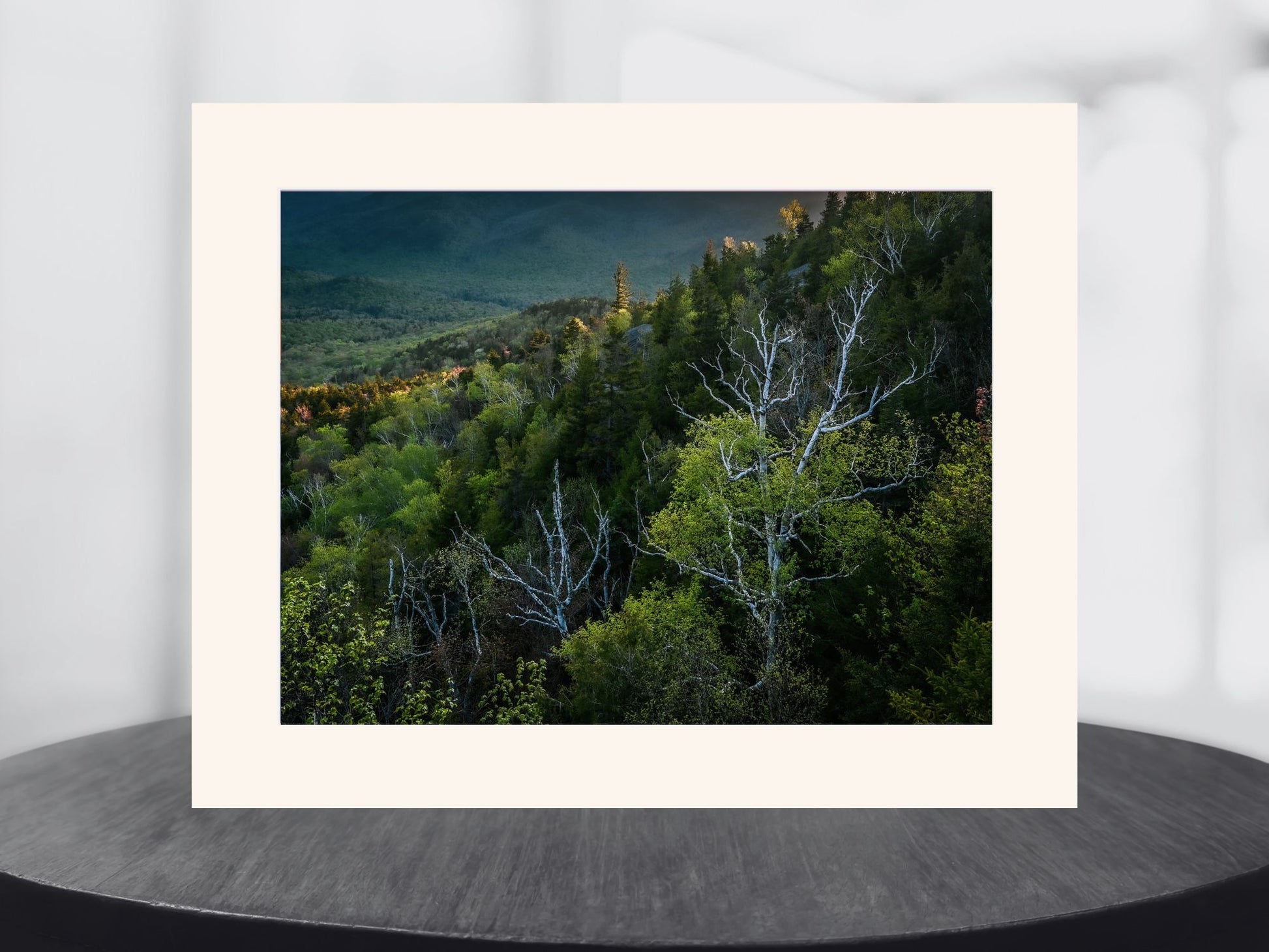 birch trees in the Adirondack mountains