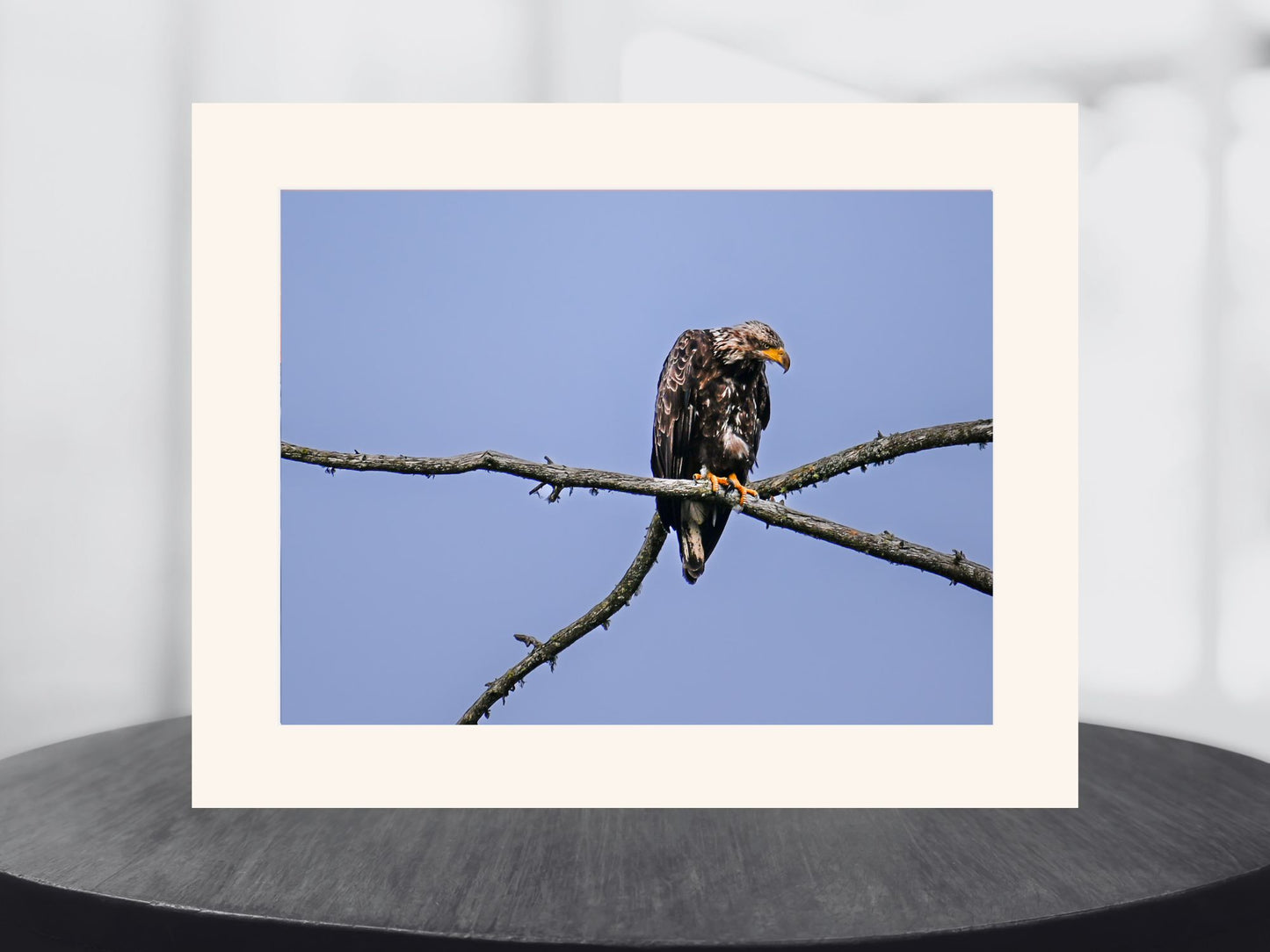 Juvenile Eagle in the Adirondack Mountains