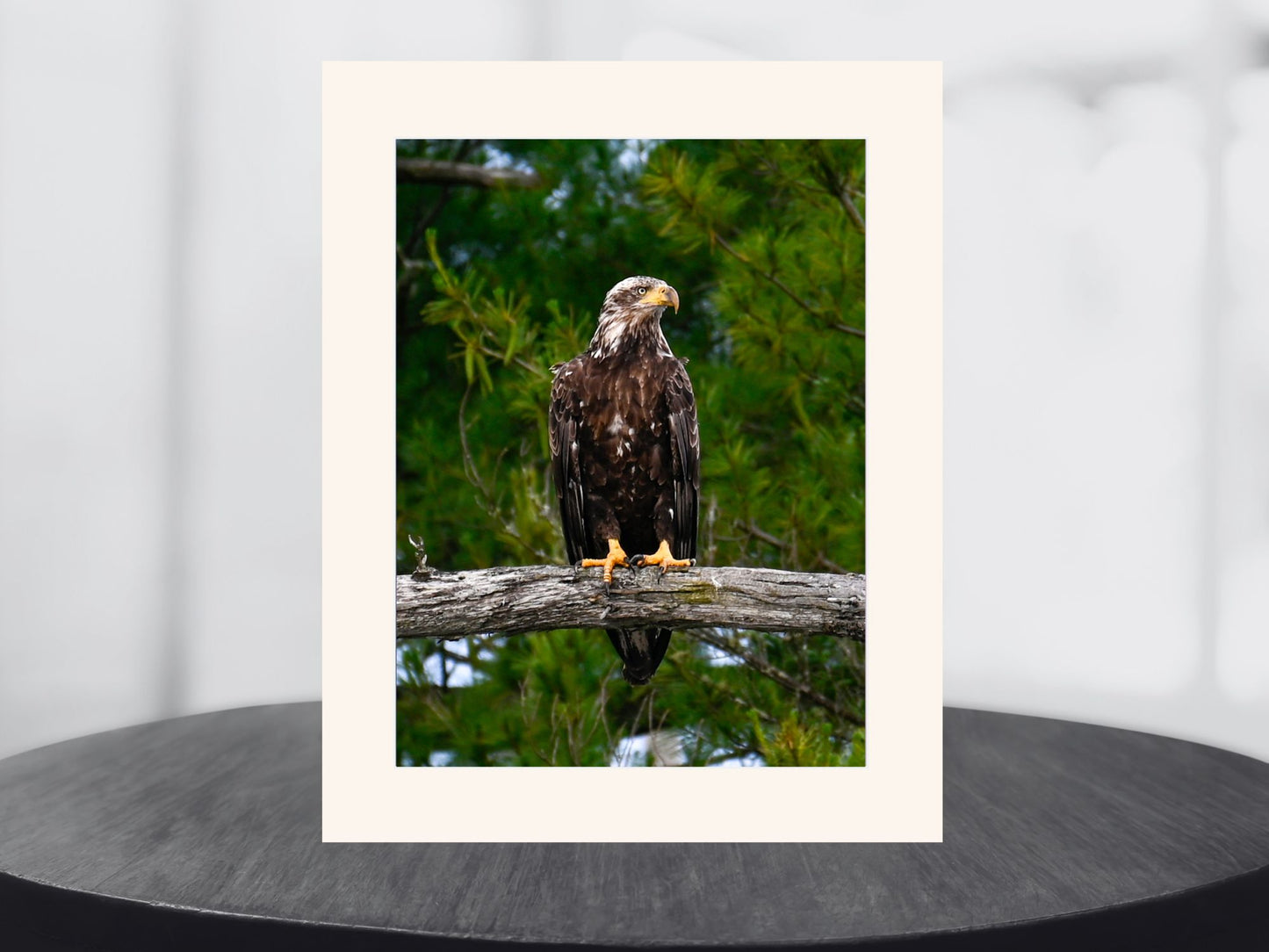 Juvenile Eagle, Adirondack Mountains