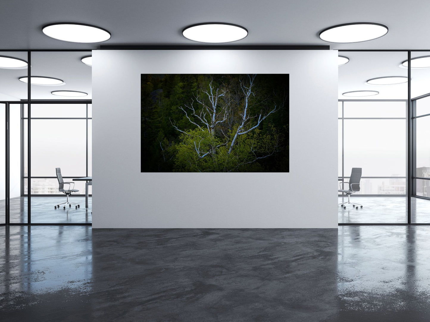 birch tree in a forest
