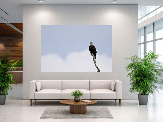 Bald Eagle in the Adirondack’s