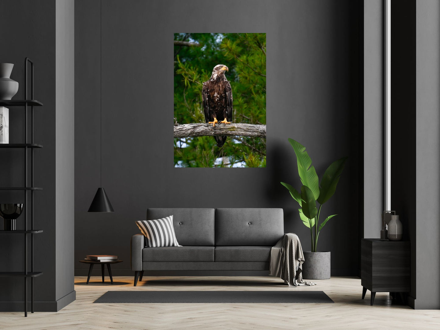 Juvenile Eagle, Adirondack Mountains