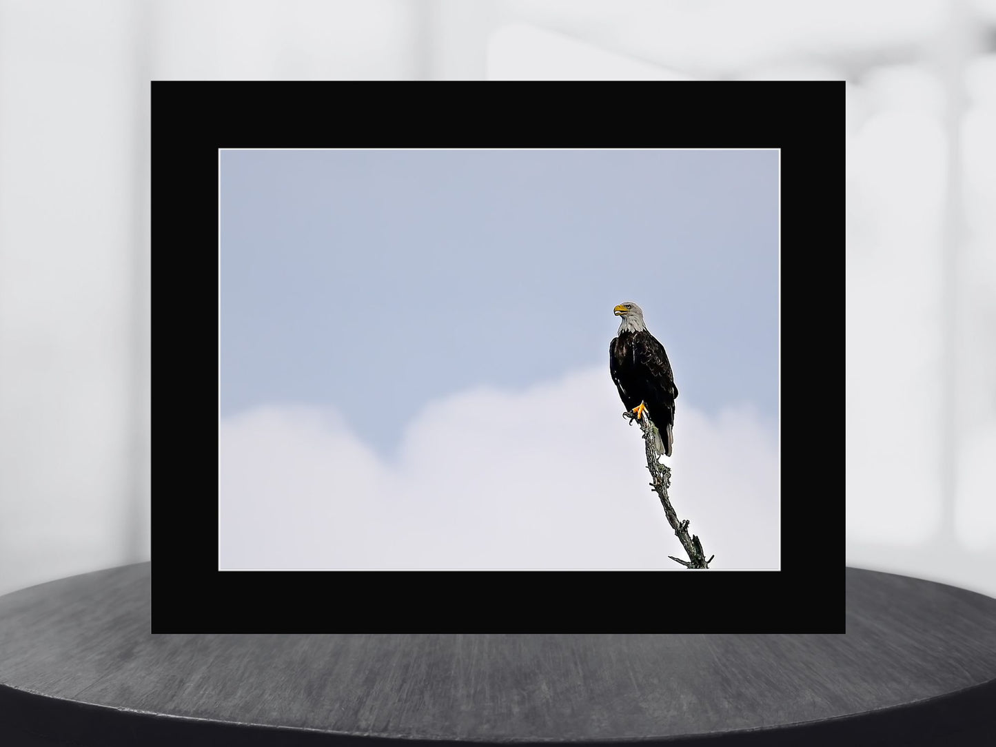 Bald Eagle in the Adirondack’s