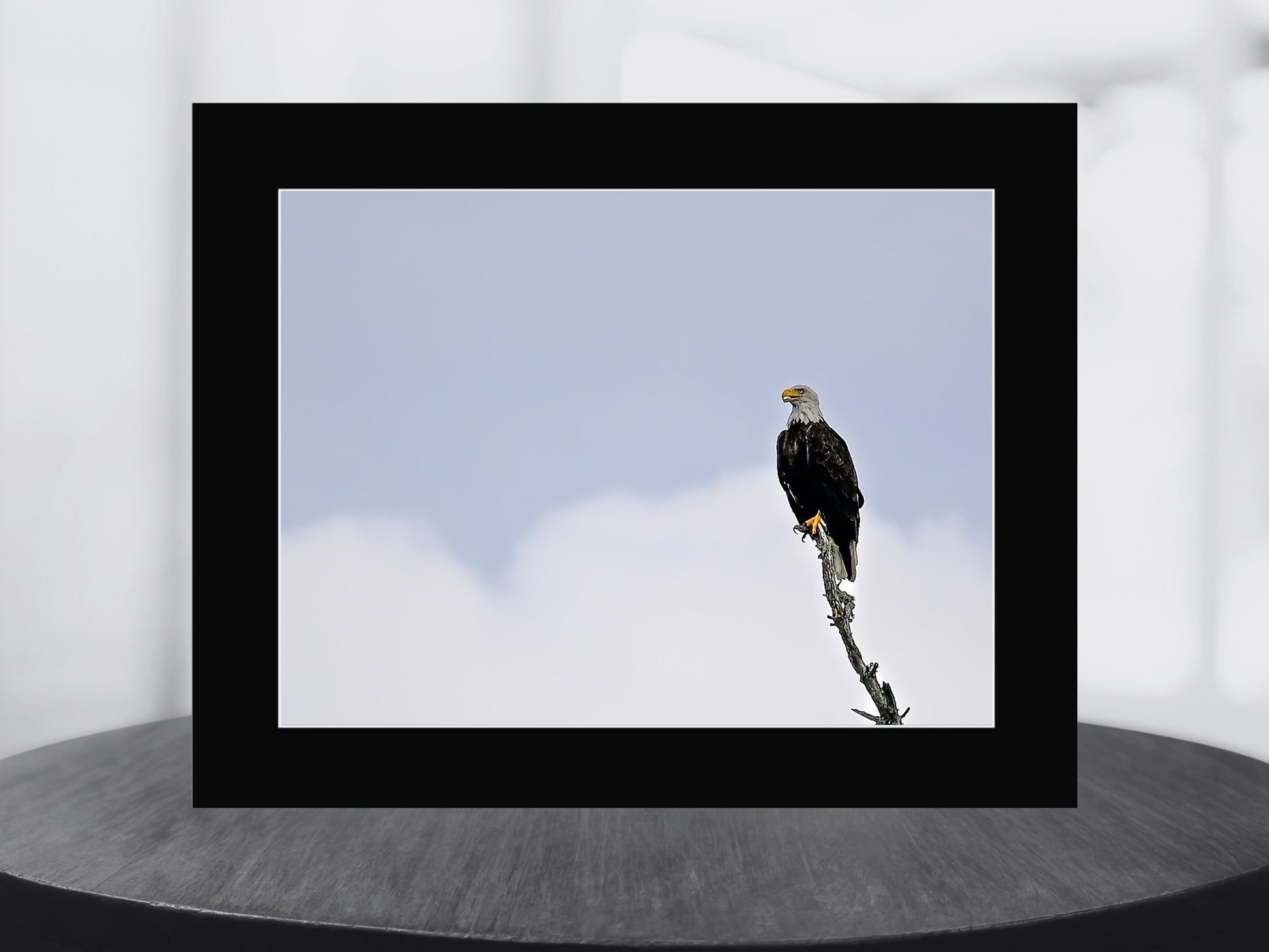 Bald Eagle in the Adirondack’s