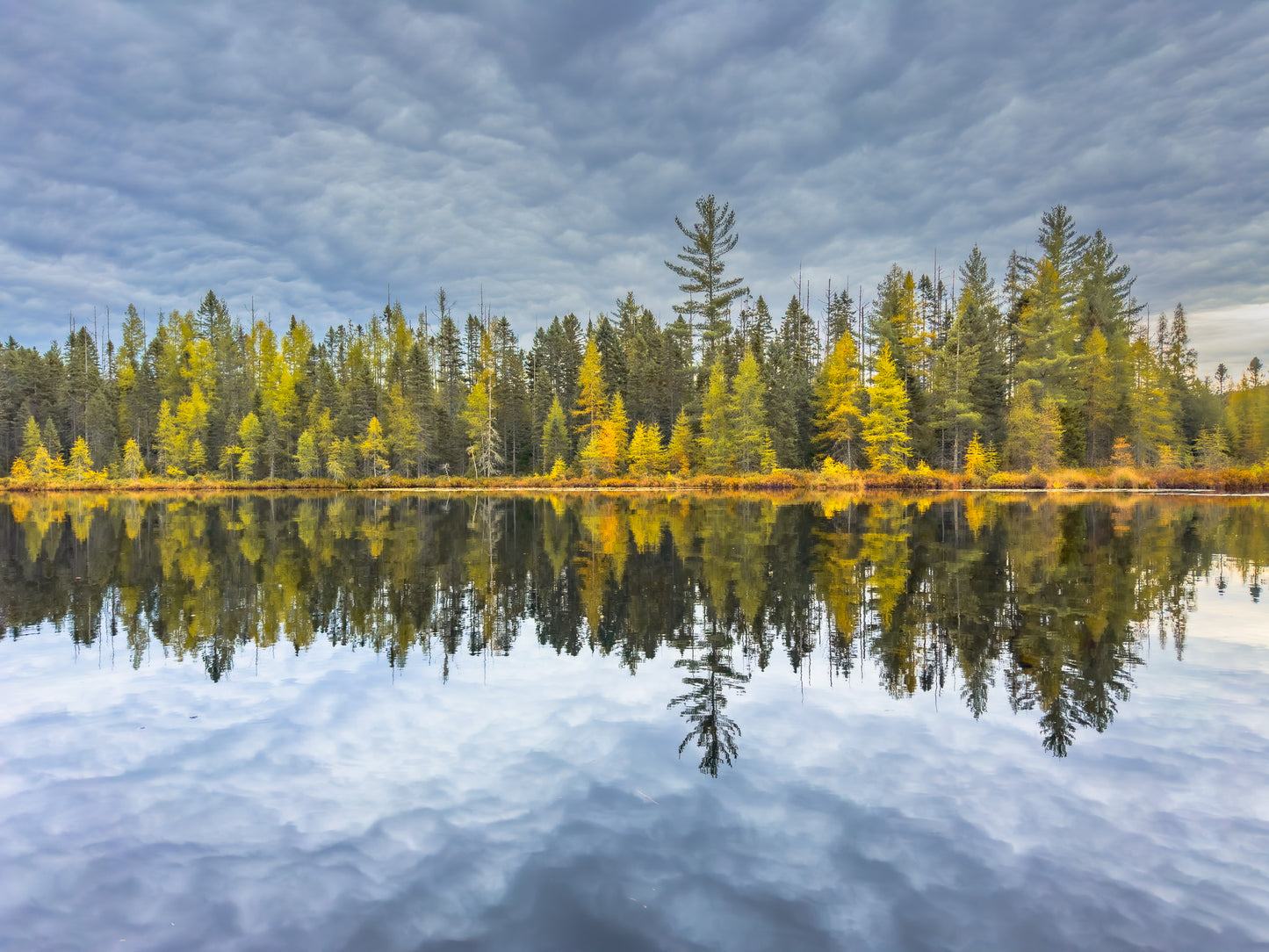 Wilderness Tamarack Reflections Adirondack print