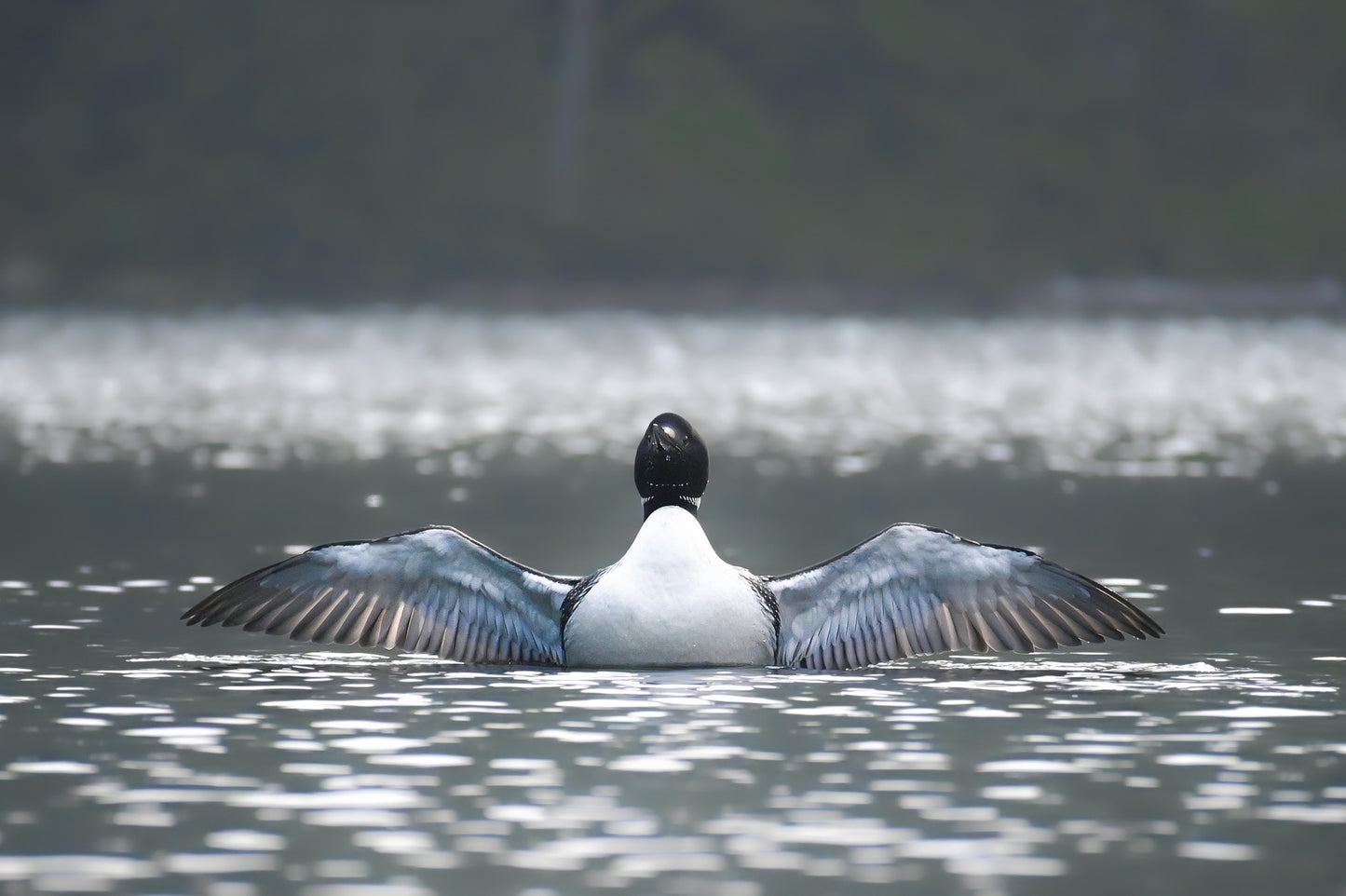 Common Loon wingspread