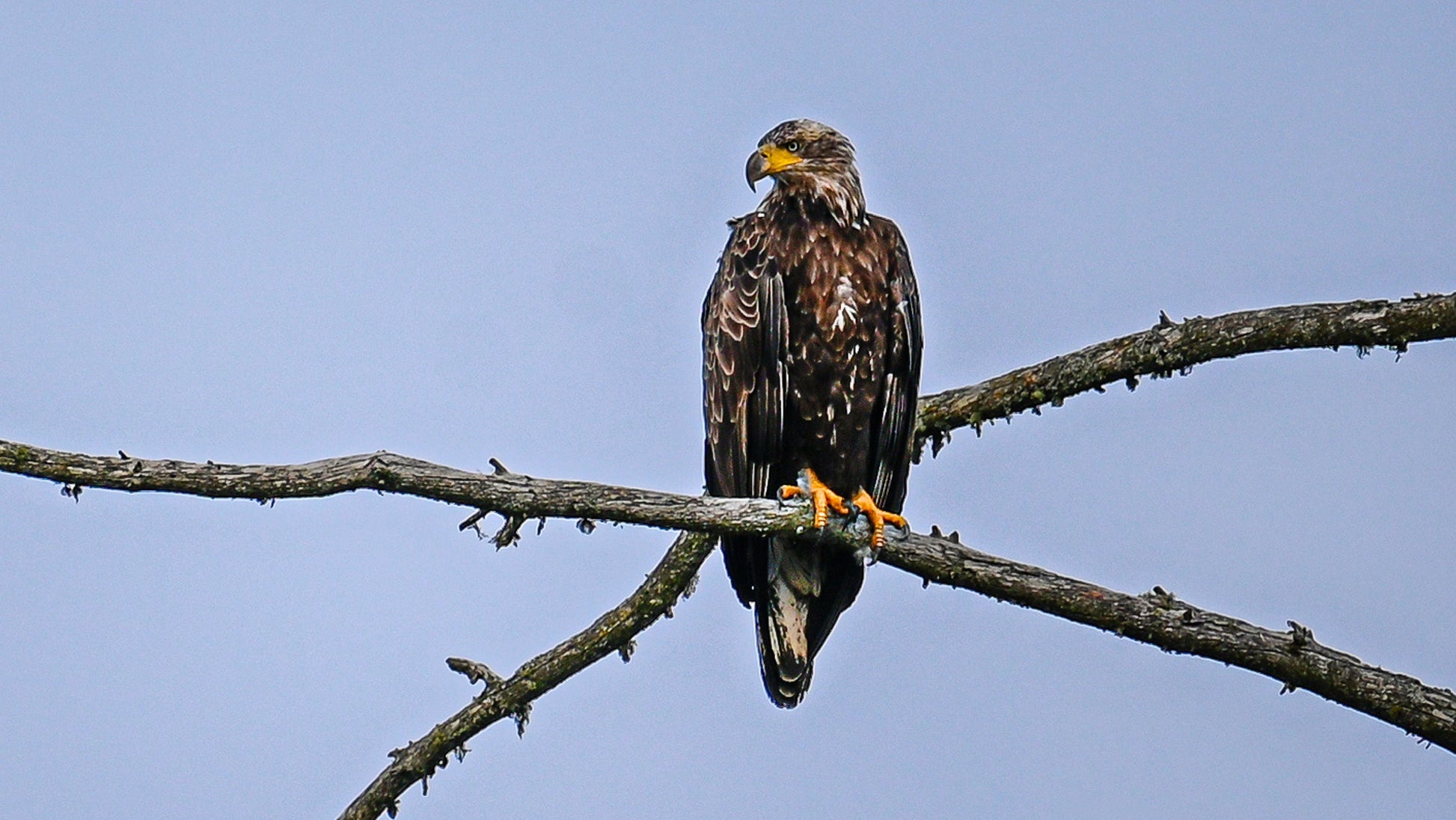 Juvenile Bald Eagle, Adirondack Mountains