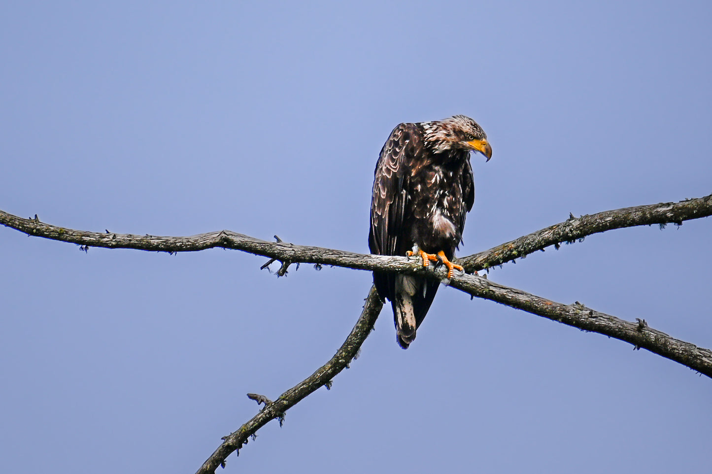 Juvenile Eagle in the Adirondack Mountains