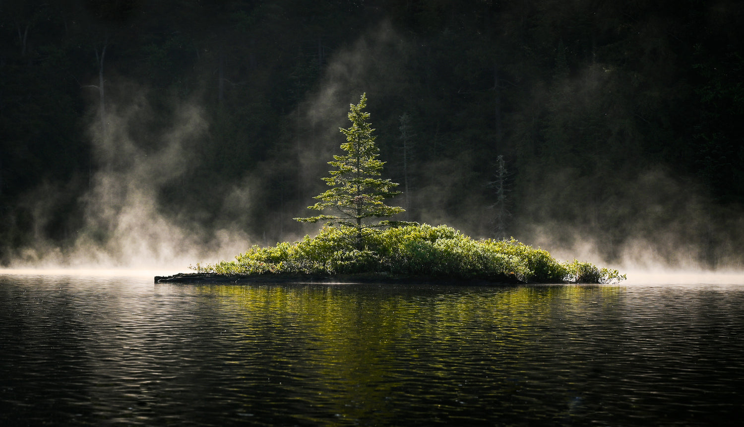 tree in the mist