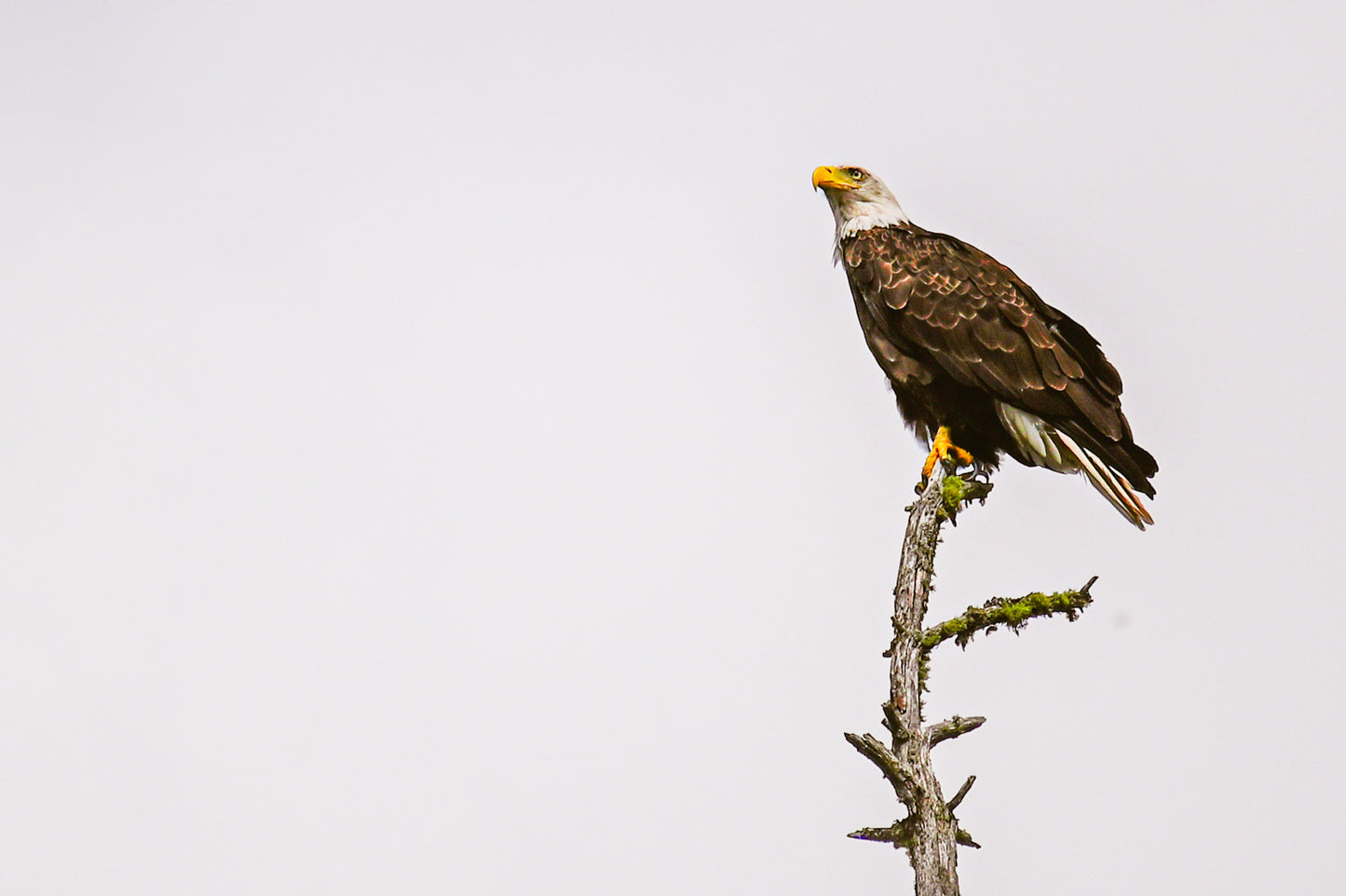 Eagle's Gaze in the Adirondacks