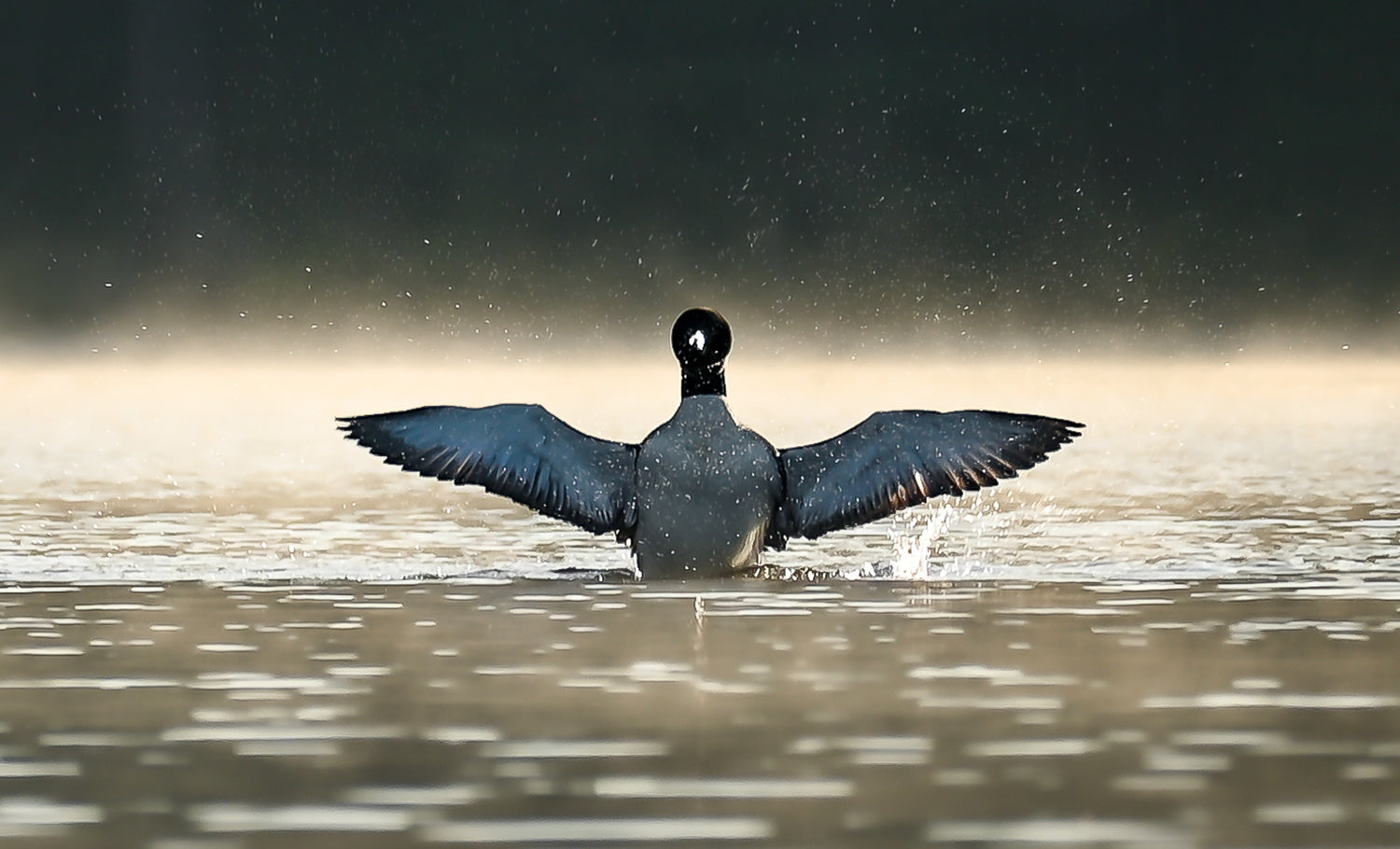 loon wingspread