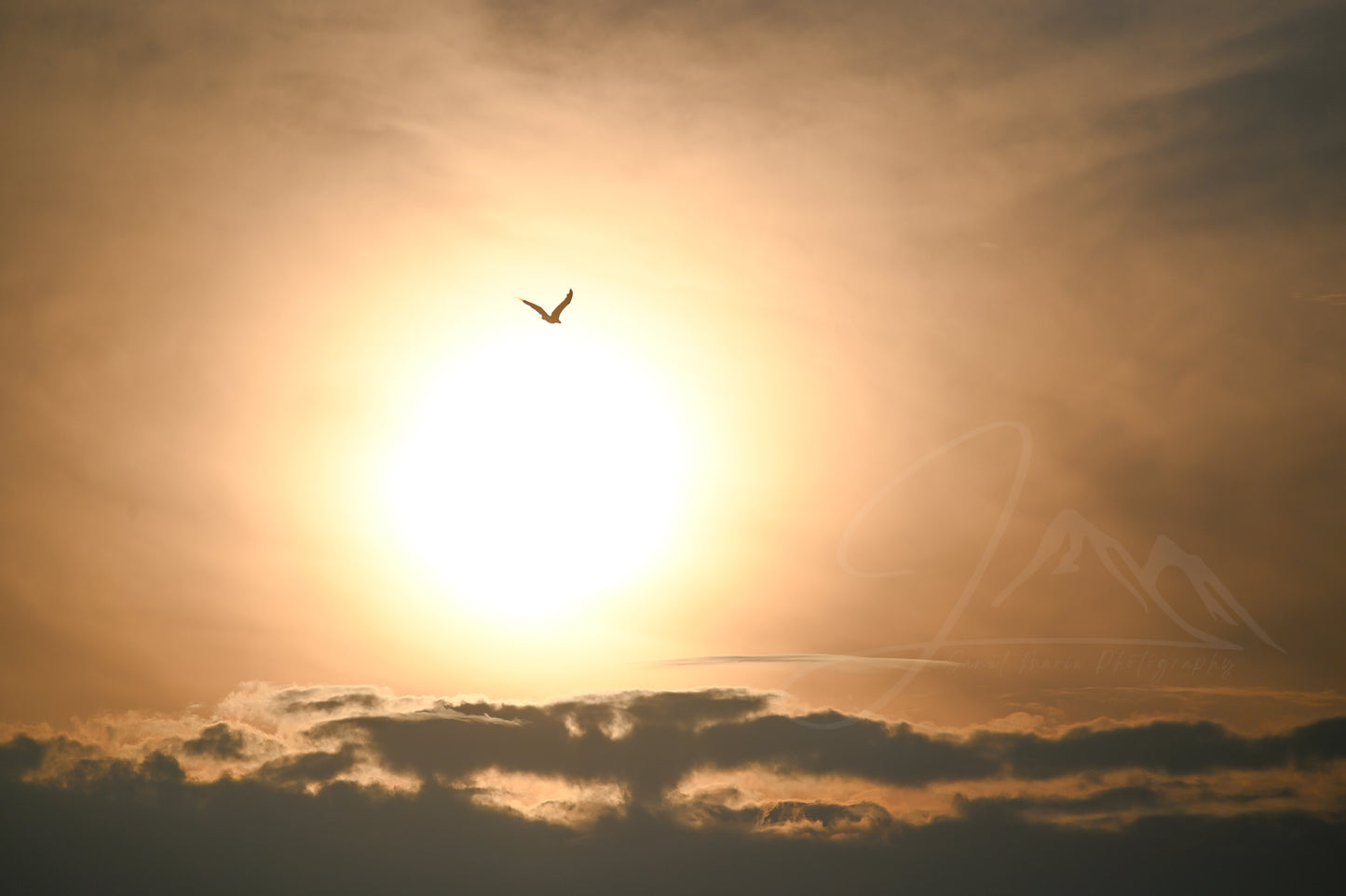 Eagle Flying into the Sunset