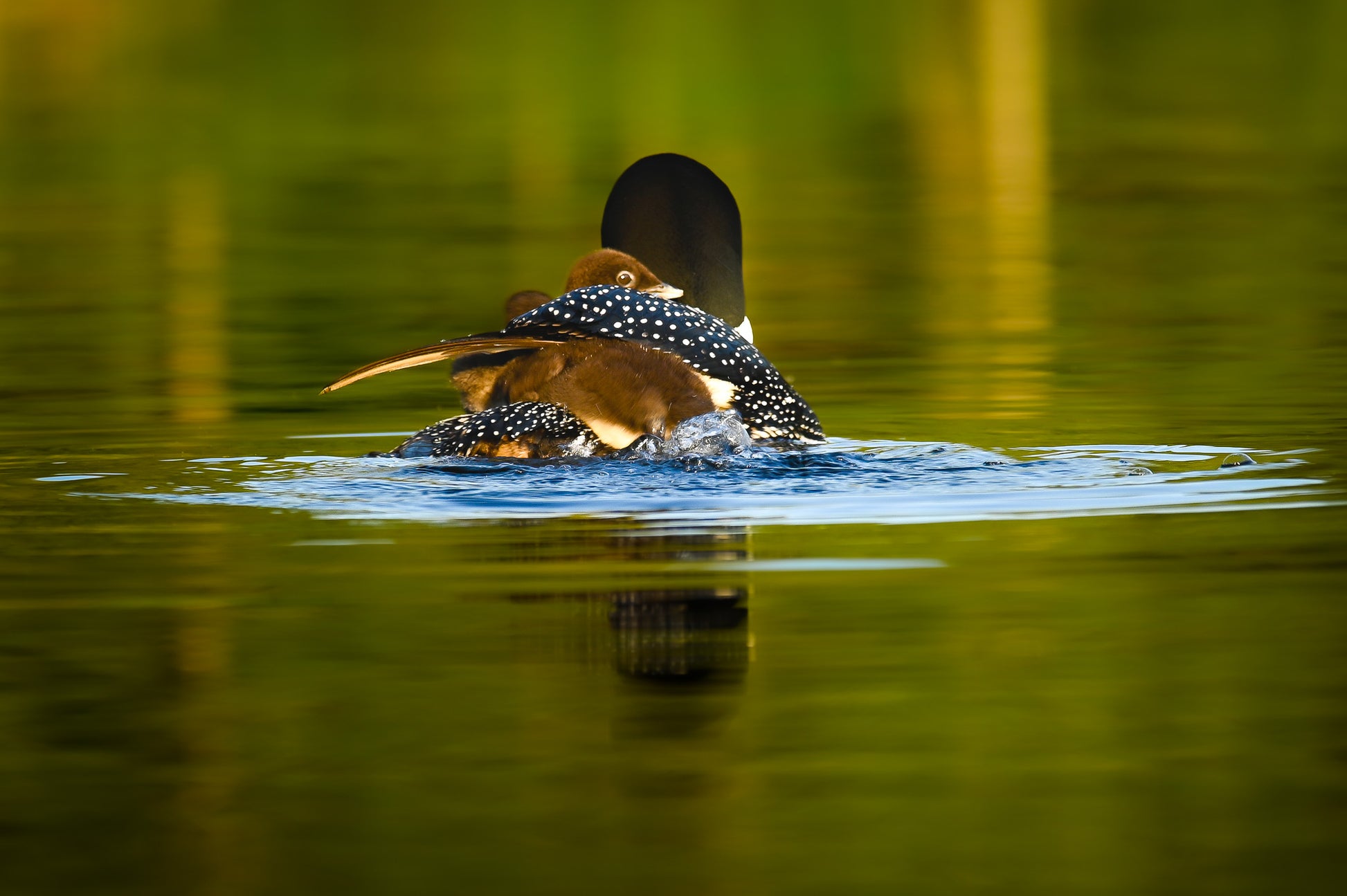 Mother Loon holds her Babies