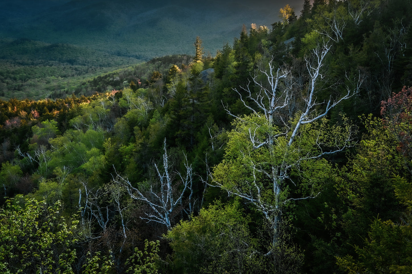 birch trees in the Adirondack mountains