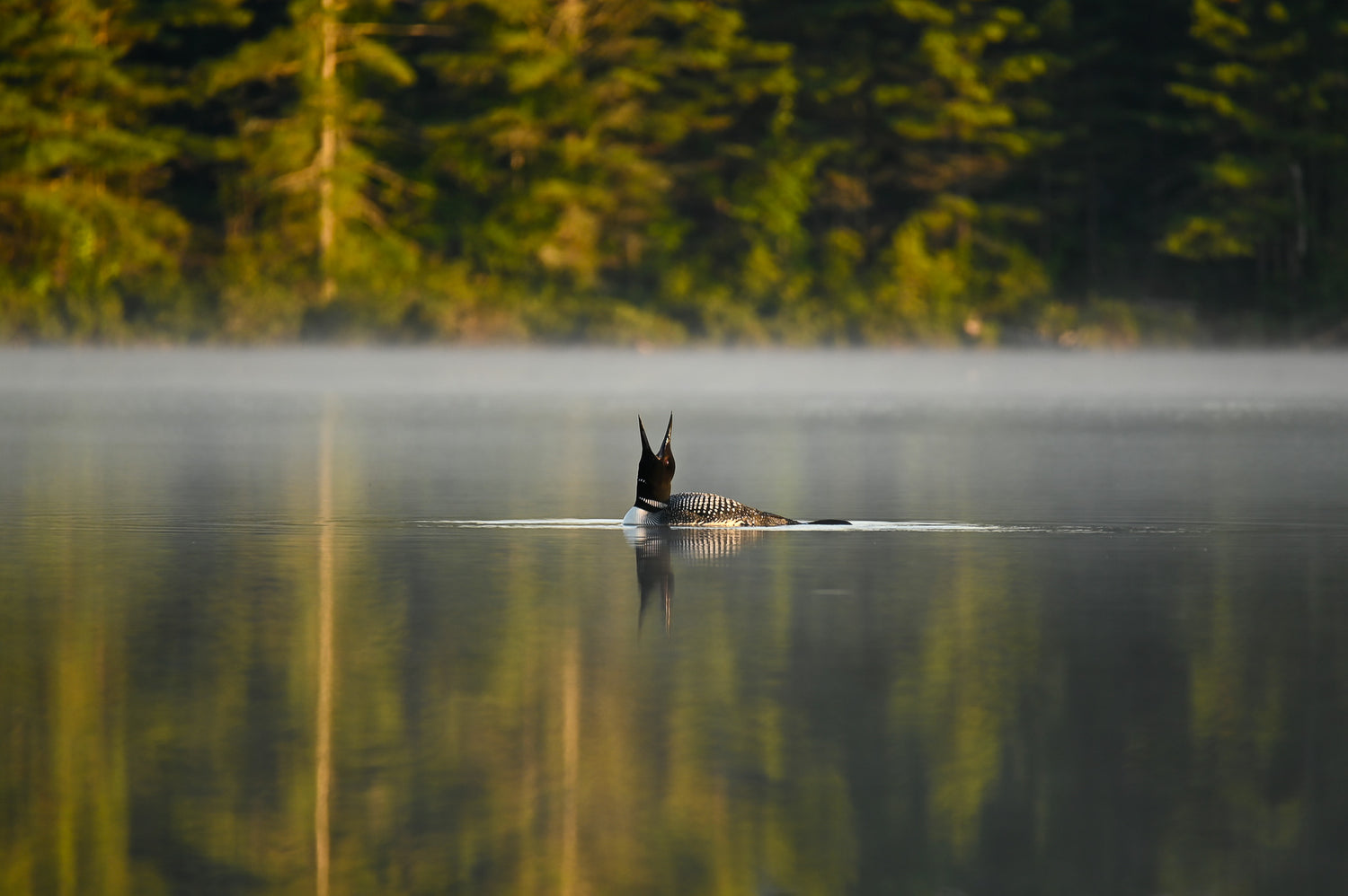 common loon