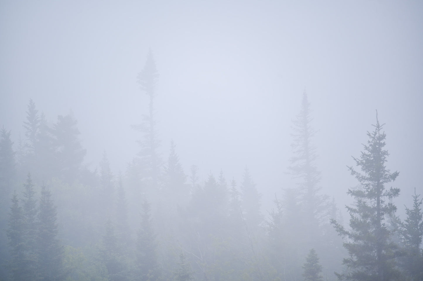 Foggy Woodland Adirondack mountains