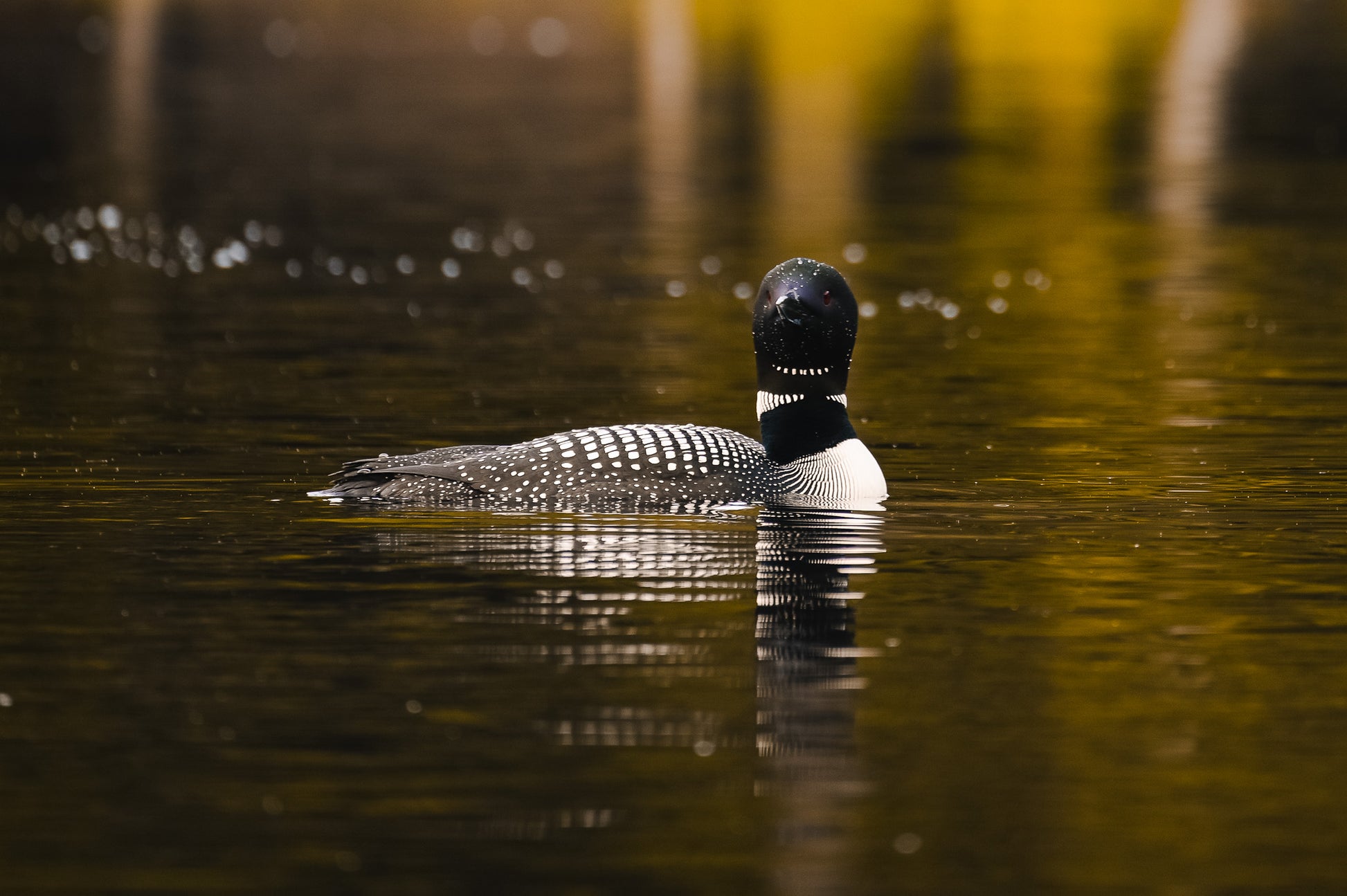 Serenity with the Common Loon
