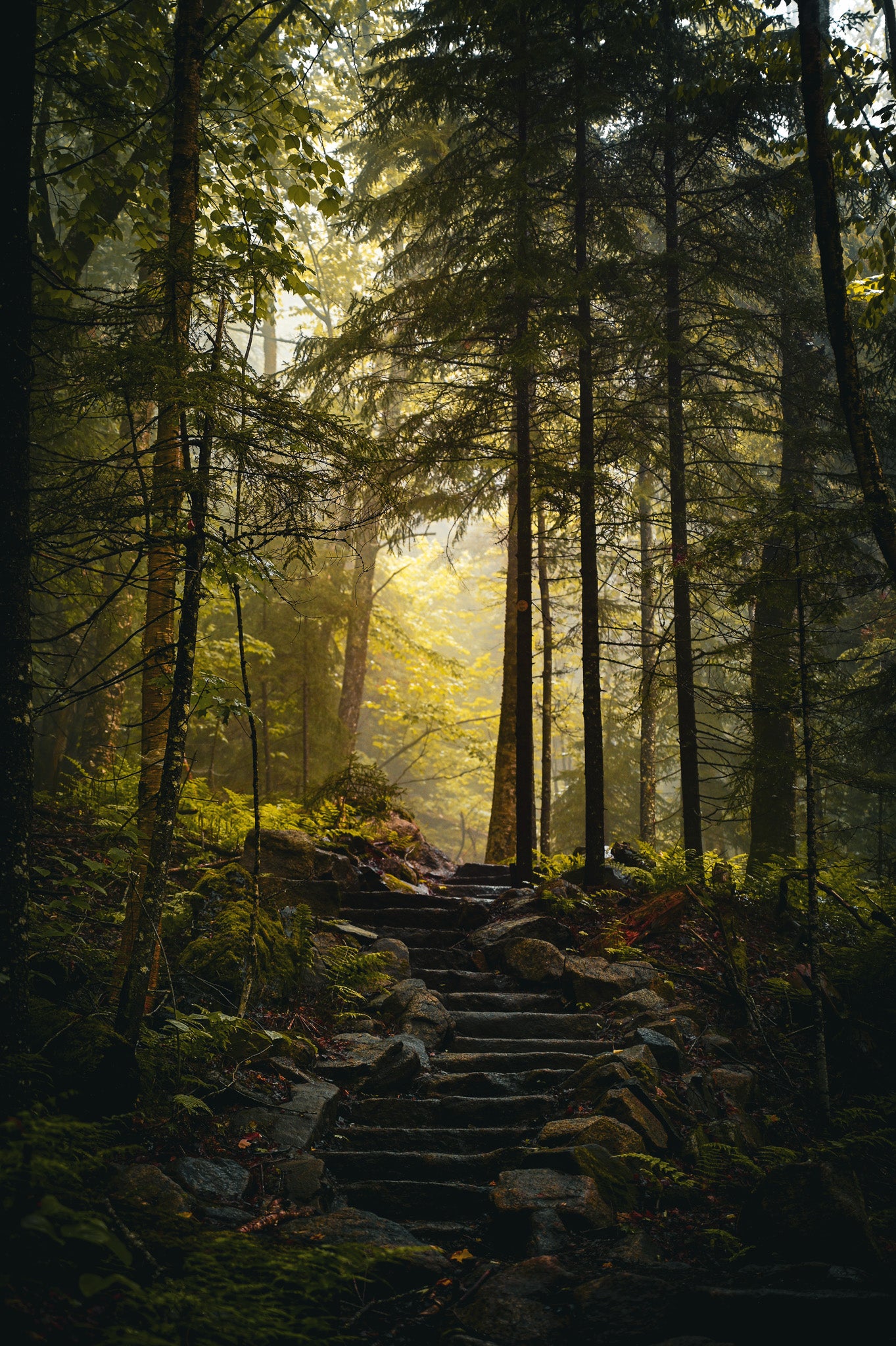 Adirondack Mountains Misty Trail