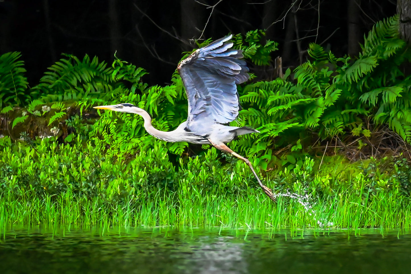 Great Blue Heron, Adirondack Mountain