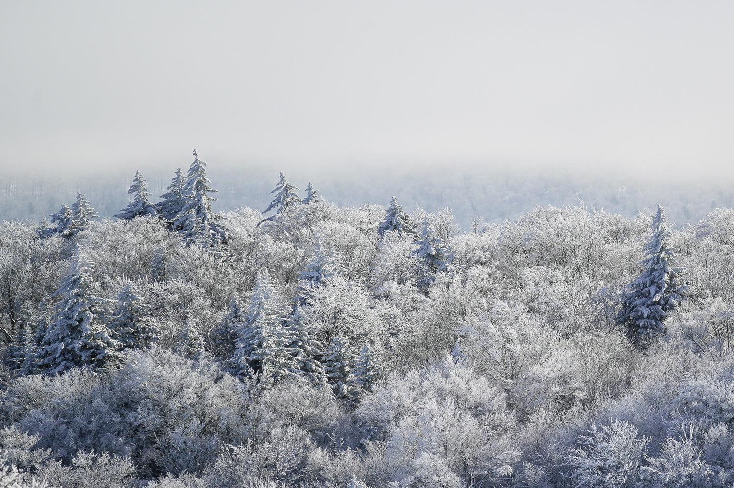frozen trees
