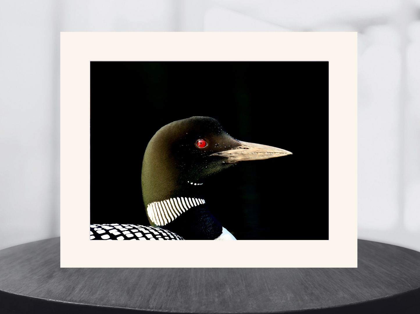 print of a Common Loon Adirondack Mountains