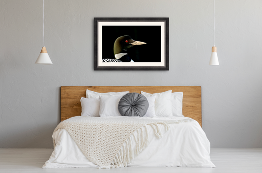 print of a Common Loon Adirondack Mountains
