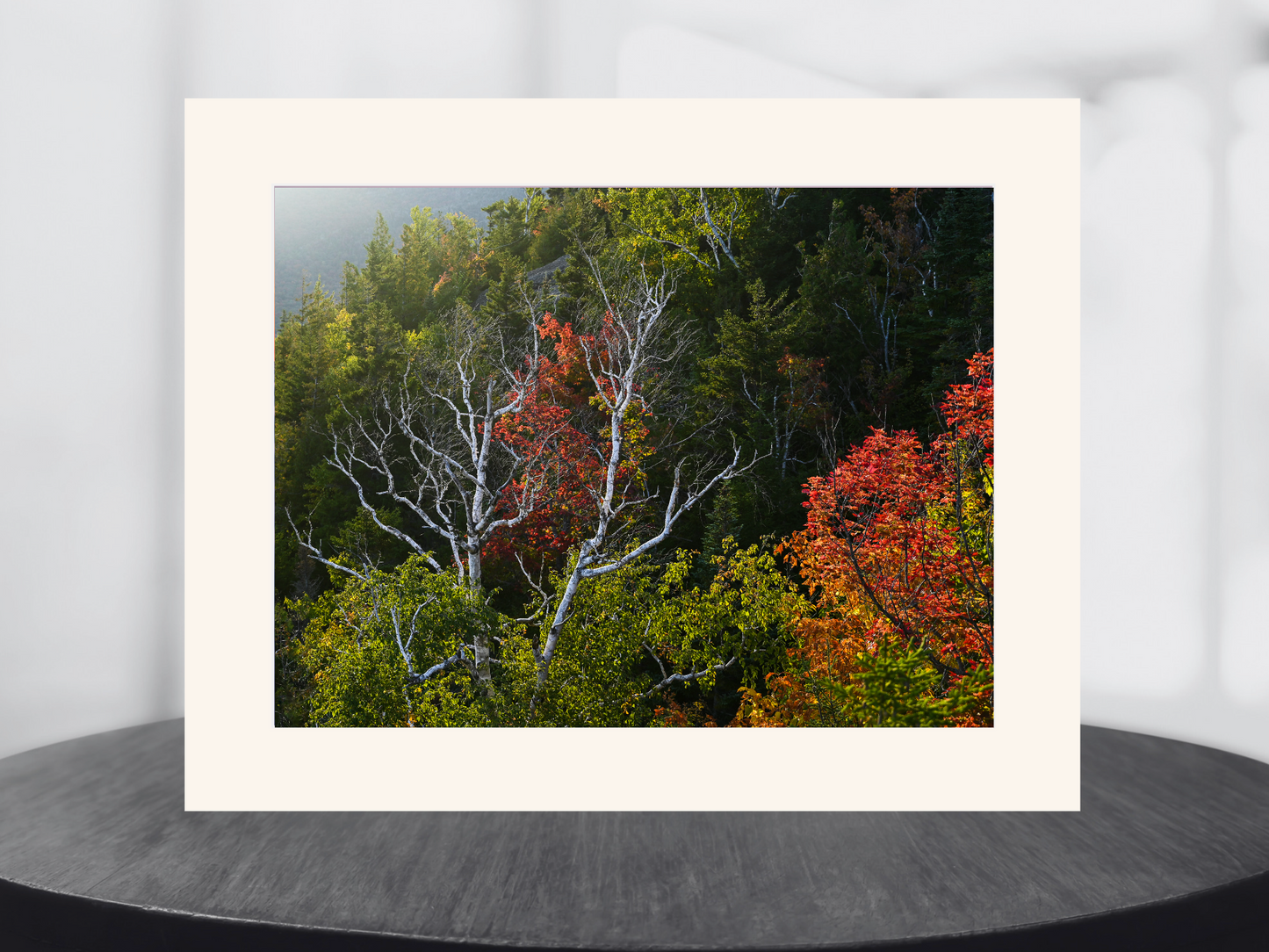 Birch Trees and Autumn Leaves Print