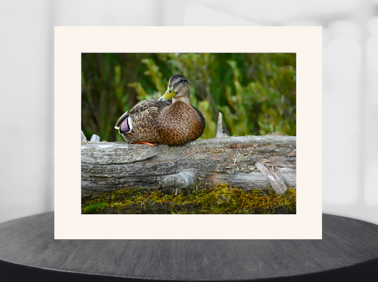 print of a Duck on a Log