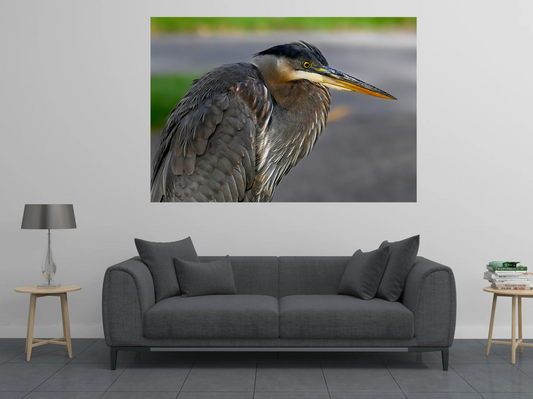 print of a Great Blue Heron