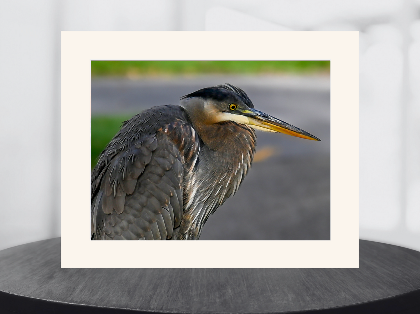 print of a Great Blue Heron