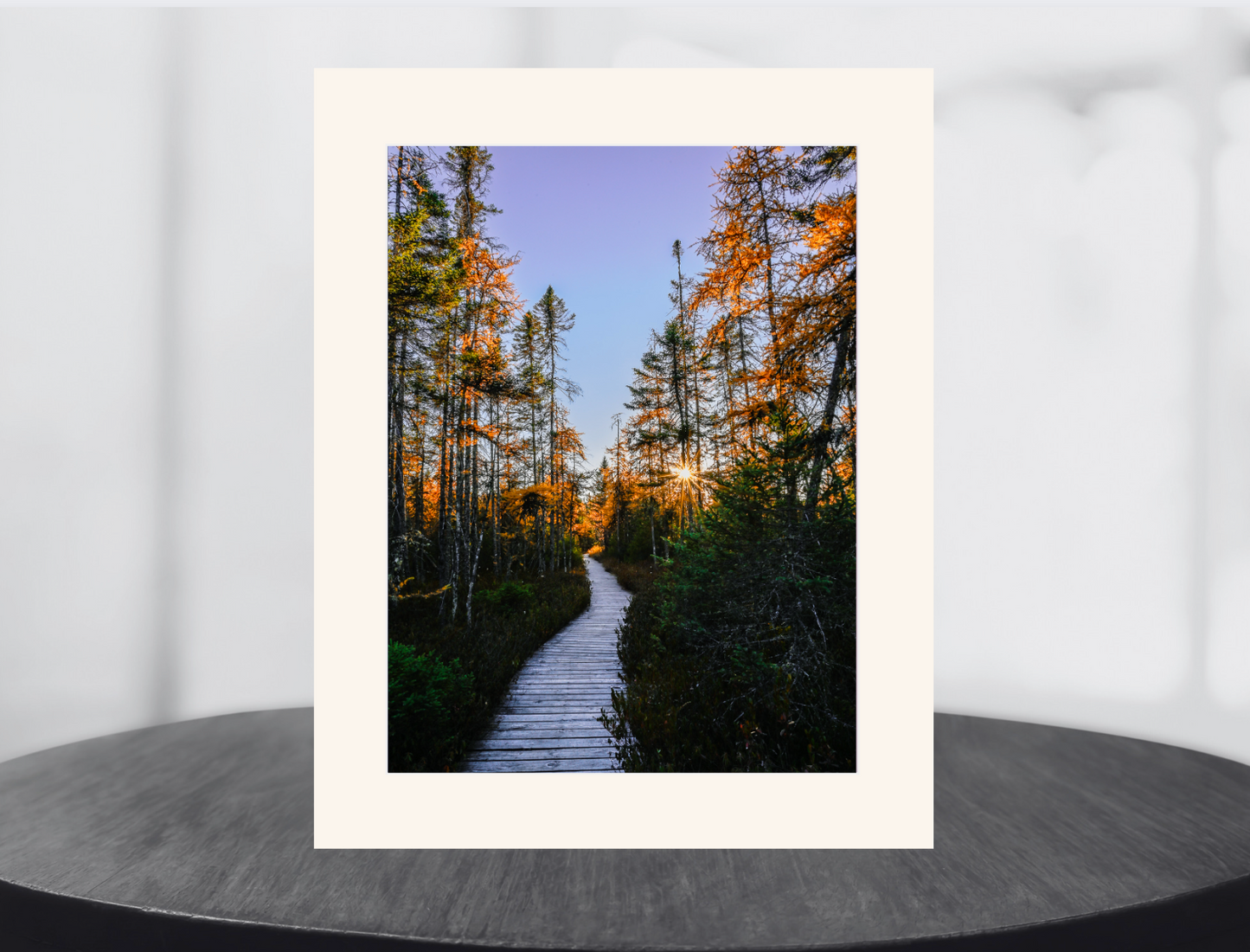 print of a Golden Tamarack Sunset Adirondack Mountains