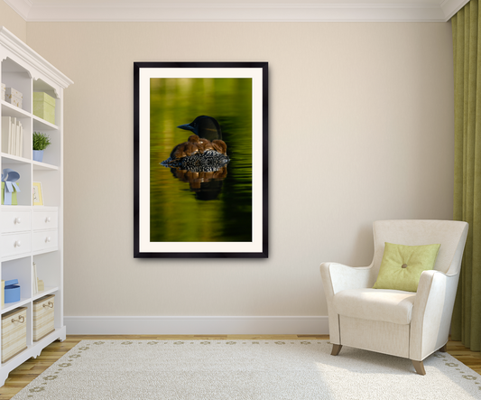 print of Mother Loon with Babies