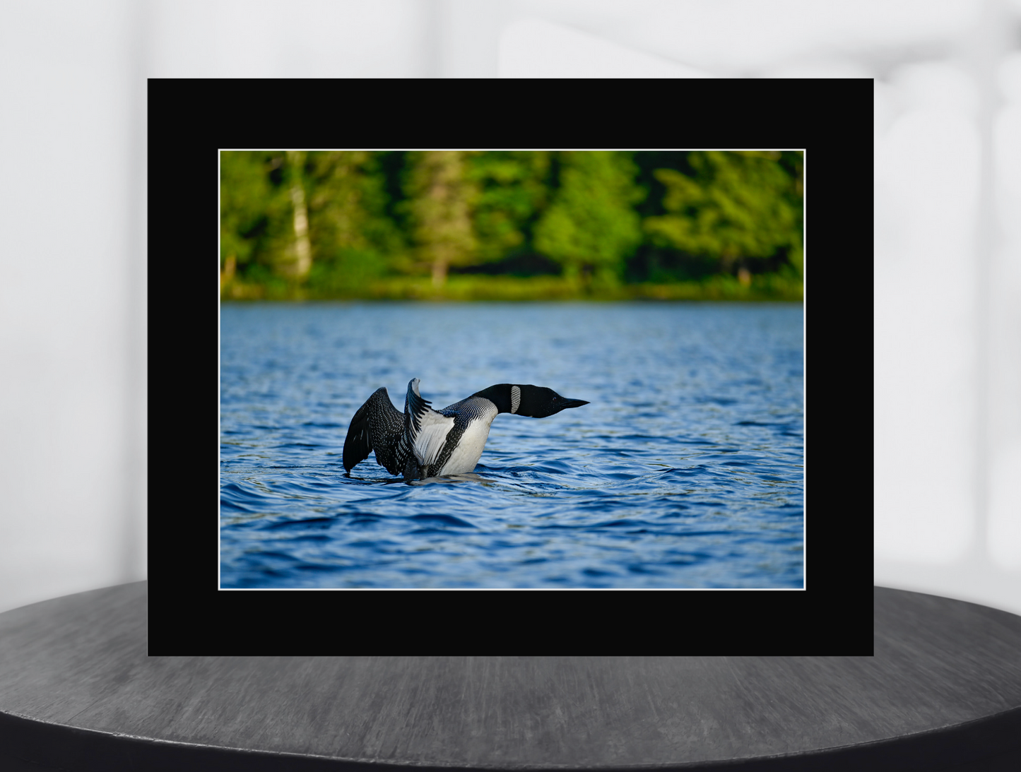 print of a common loon wingspread