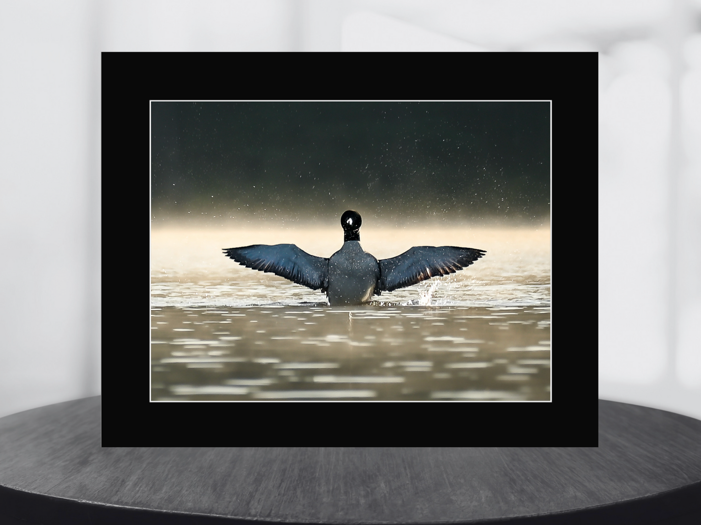 print of a Common Loon Wingspread