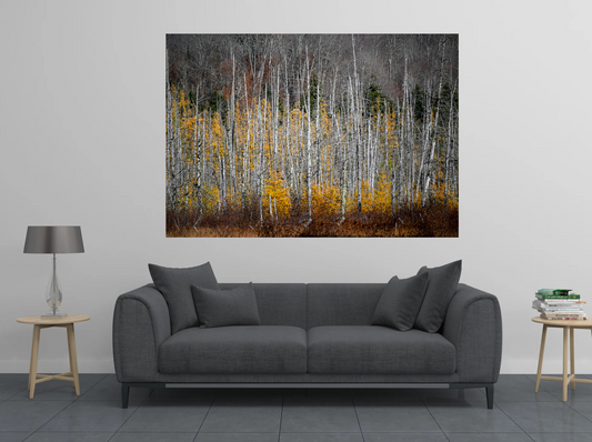 print of tamarack trees