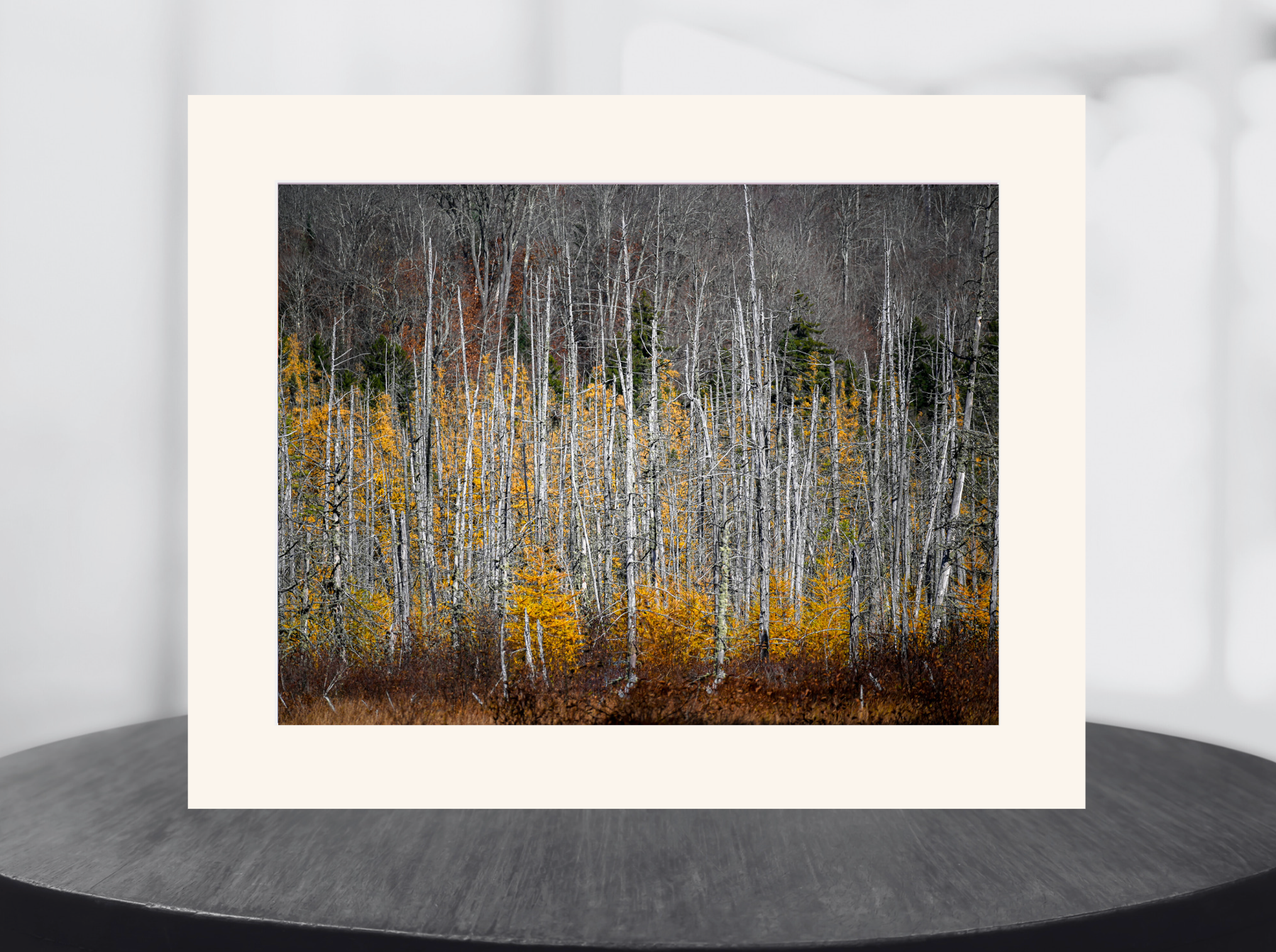 print of tamarack trees
