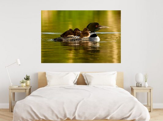 print of Mother Loon and Babies