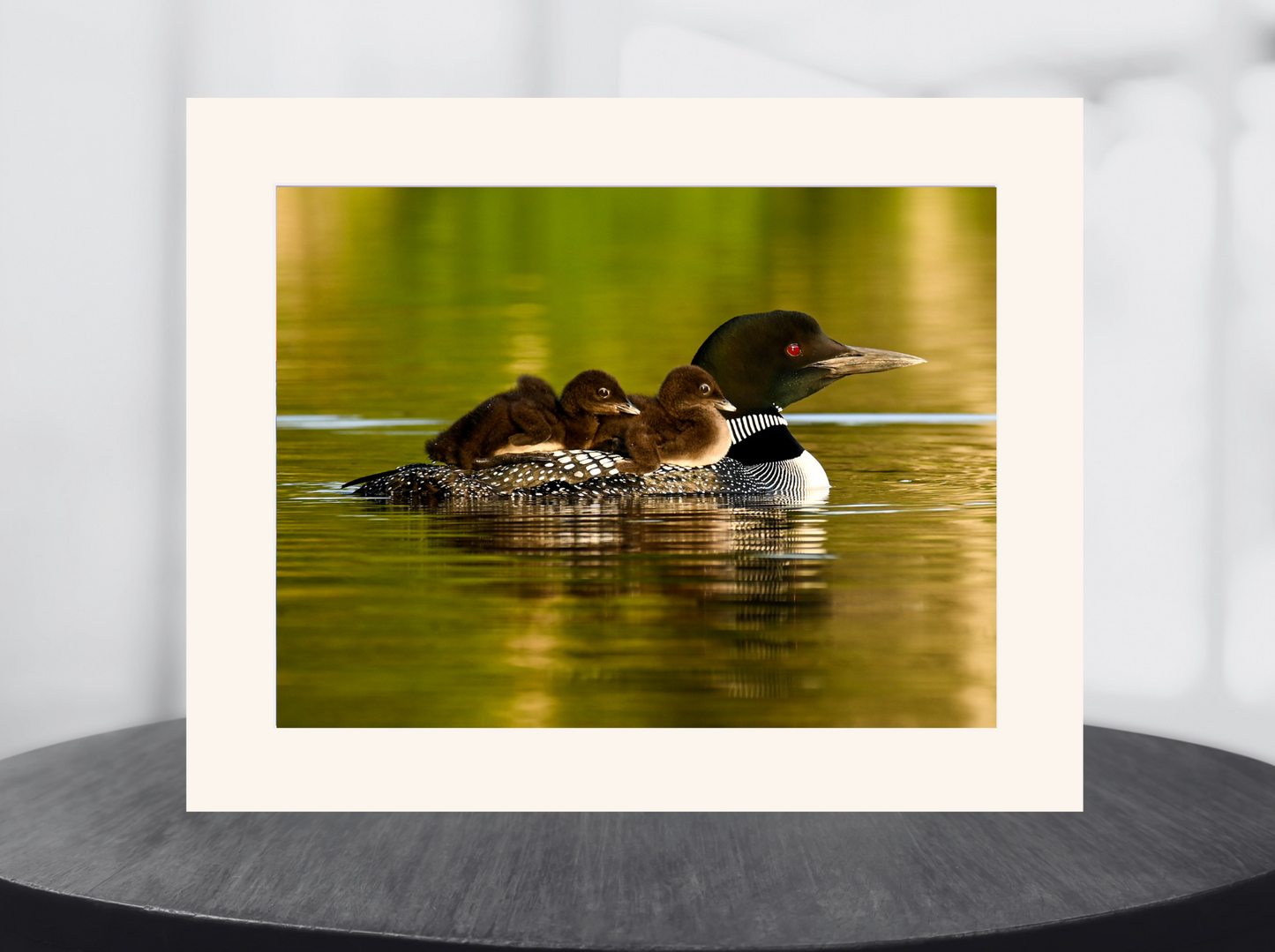 print of Mother Loon and Babies