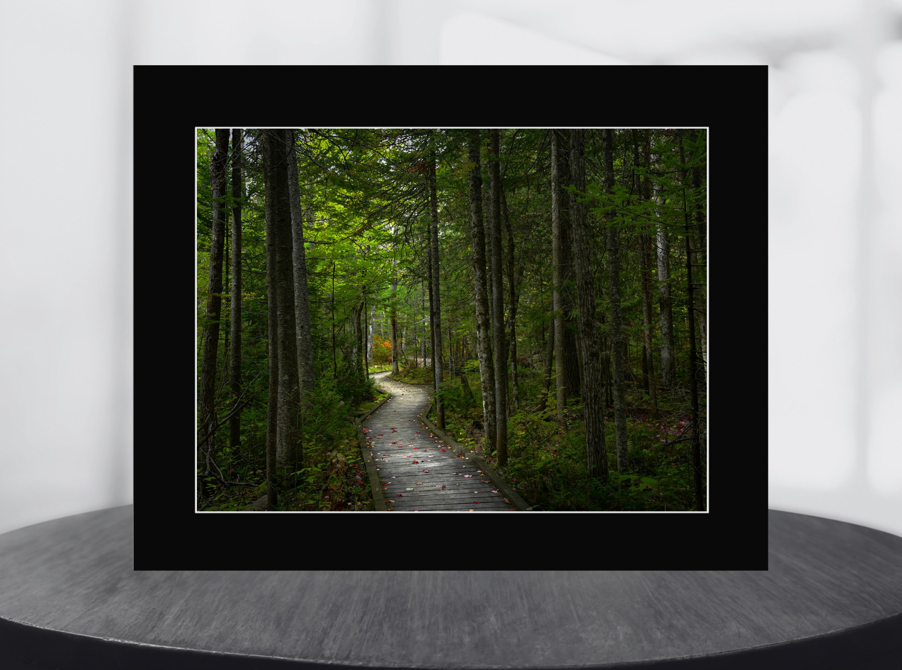 print of a Woodland Boardwalk