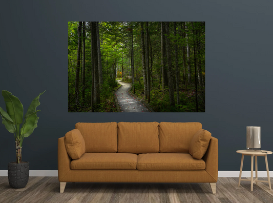 print of a Woodland Boardwalk