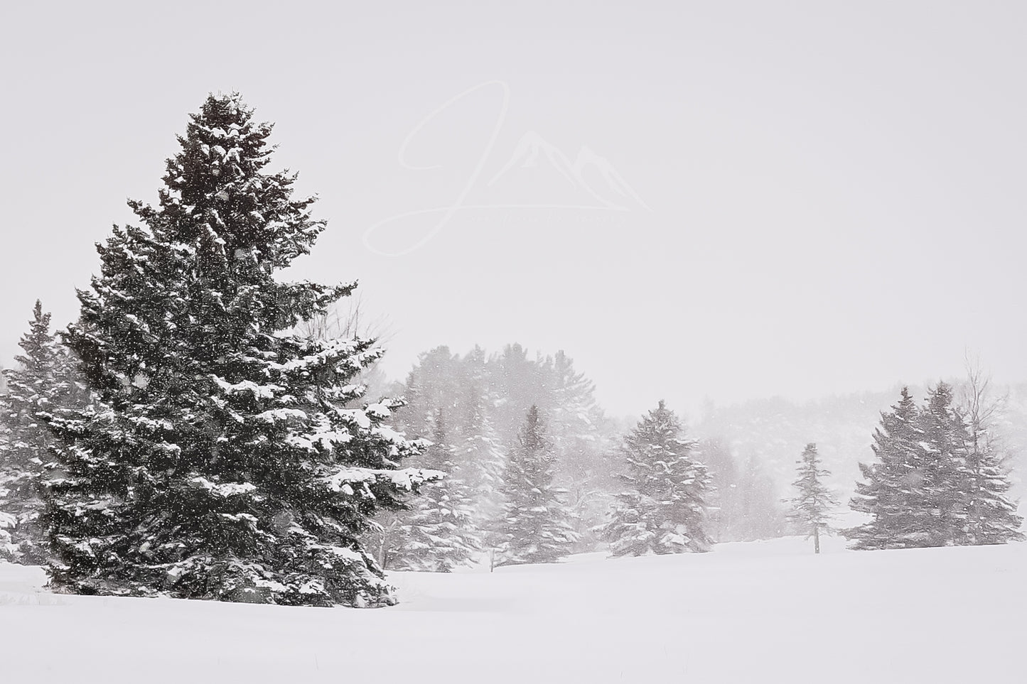 print of snowy trees
